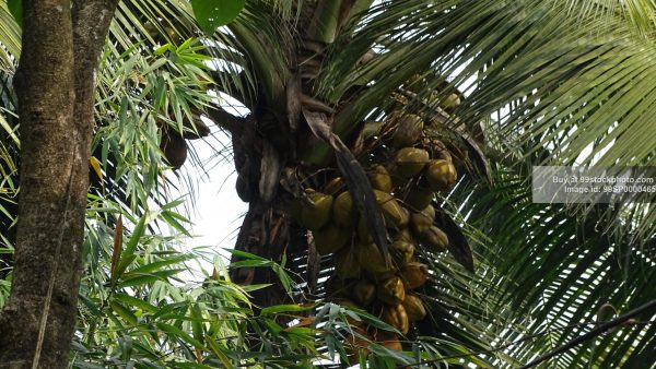 Stock Photo of Huge Coconut on Coconut Tree| 99 Stock Photo