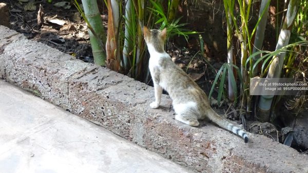 Stock Photo of Feral Cat on Floor| 99 Stock Photo