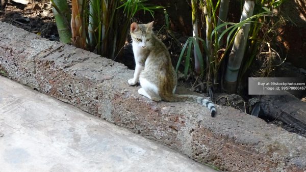 Stock Photo of Feral Cat on Floor| 99 Stock Photo