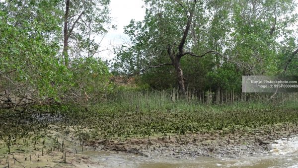 Stock Photo of Mangroves Backwater Marshy Land| 99 Stock Photo