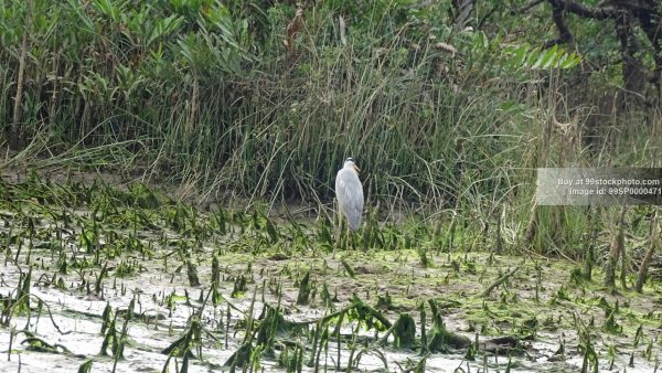 Stock Photo of Heron Bird in Honnavar| 99 Stock Photo