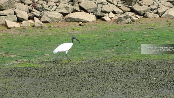 Stock Photo of Black Headed Ibis in Mangroves Marshy Land in Honnavar| 99 Stock Photo