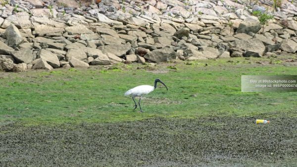 Stock Photo of Black Headed Ibis in Marshy Land Honnavar| 99 Stock Photo