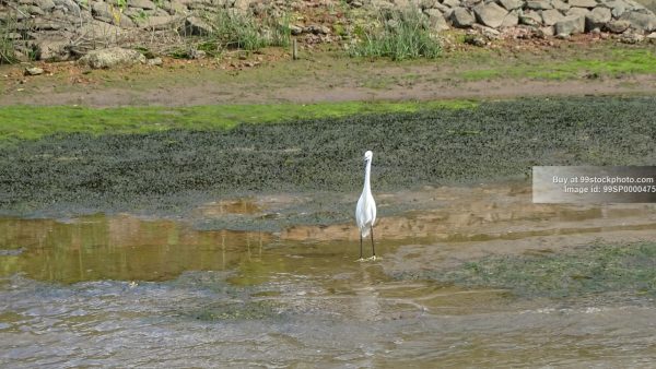 Stock Photo of Heron Bird in Marshy Mangroves| 99 Stock Photo