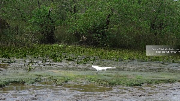 Stock Photo of Flying Heron Bird in Marshy Mangroves| 99 Stock Photo