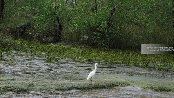 Stock Photo of Heron Bird in Marshy Mangroves Honnavar| 99 Stock Photo