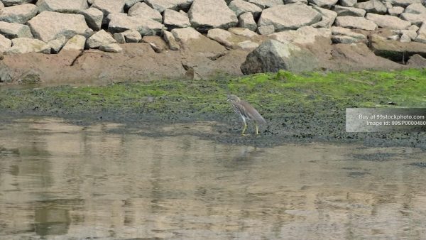 Stock Photo of Great Egret Bird in Honnavar| 99 Stock Photo