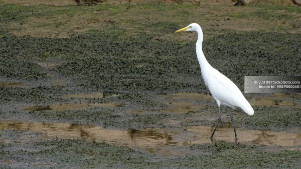 Stock Photo of Mangroves Backwater Marshy Land in Honnavar| 99 Stock Photo