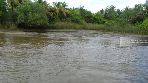 Stock Photo of Mangroves Backwater Marshy Land in Honnavar Type 1| 99 Stock Photo