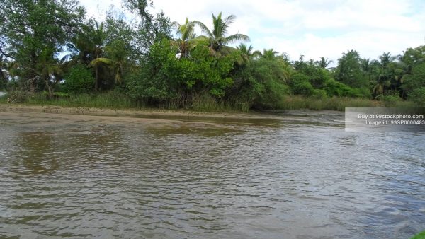 Stock Photo of Mangroves Backwater Marshy Land in Honnavar Type 2| 99 Stock Photo