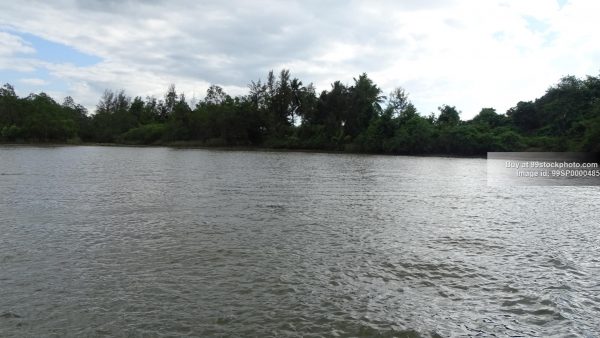 Stock Photo of Mangroves Backwater Marshy Land in Honnavar Type 4| 99 Stock Photo