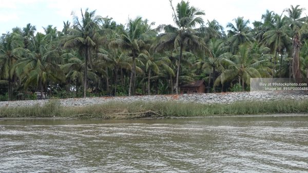 Stock Photo of Mangroves Backwater Marshy Land in Honnavar Type 5| 99 Stock Photo