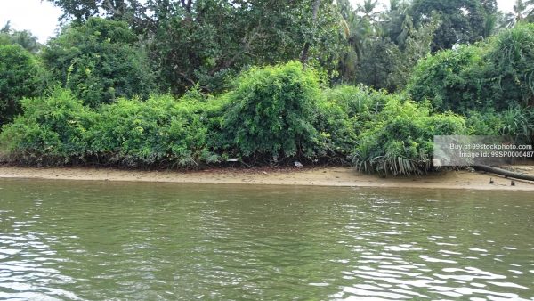 Stock Photo of Mangroves Backwater Marshy Land in Honnavar Type 6| 99 Stock Photo