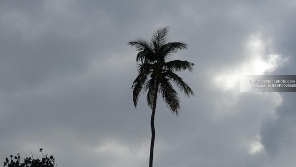 Stock Photo of Overcast Dense Sky and Coconut Try| 99 Stock Photo