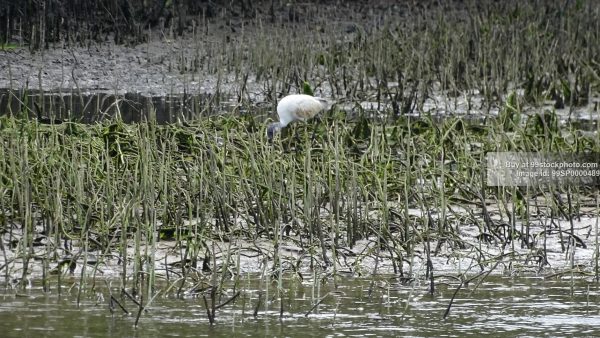 Stock Photo of Ibis Bird Eating in Marshy Land| 99 Stock Photo