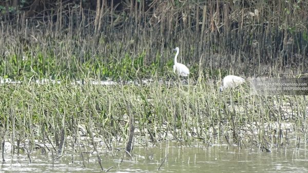 Stock Photo of Great Egret Bird in Honnavar Type 1| 99 Stock Photo