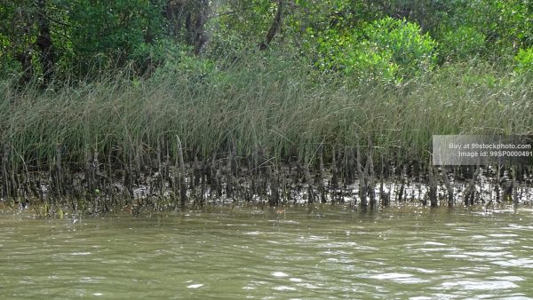 Stock Photo of Marshy Land Water Mangroves Type 1| 99 Stock Photo