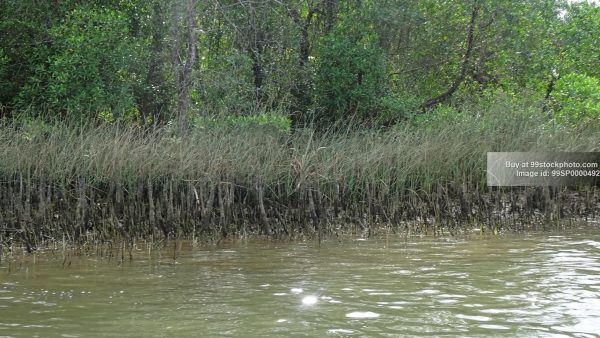 Stock Photo of Marshy Land Water Mangroves Type 2| 99 Stock Photo