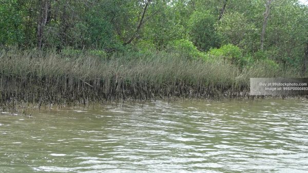 Stock Photo of Marshy Land Water Mangroves Type 3| 99 Stock Photo