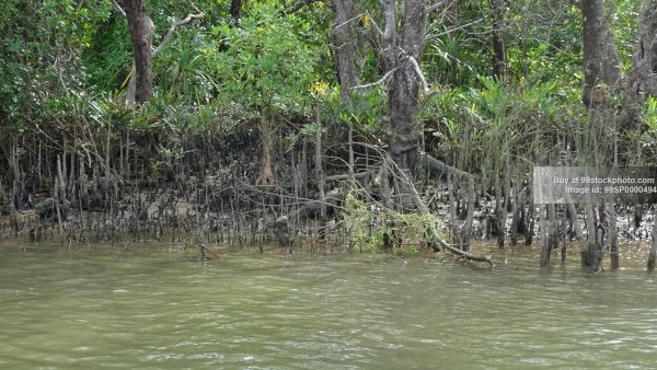 Stock Photo of Marshy Land Water Mangroves Type 4| 99 Stock Photo