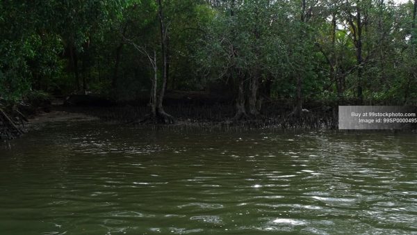 Stock Photo of Marshy Land Water Mangroves Type 5| 99 Stock Photo