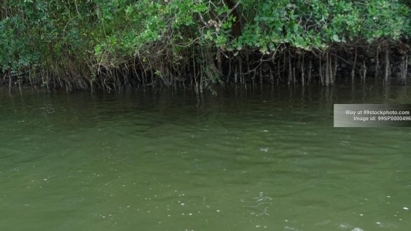 Stock Photo of Marshy Land Water Mangroves Type 6| 99 Stock Photo